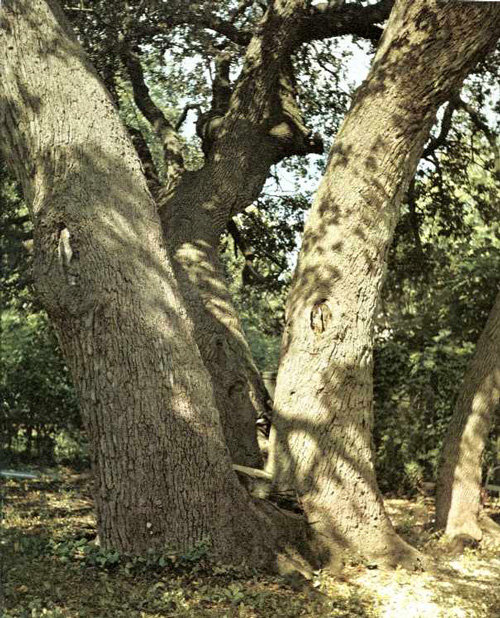 Tombstone Oak-1969